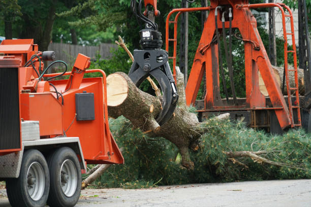 How Our Tree Care Process Works  in  Oberlin, KS